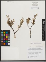 Foto von Salix waldsteiniana Willd.